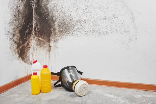 Best Mold Removal Company Near Me  in Bloomington, IL