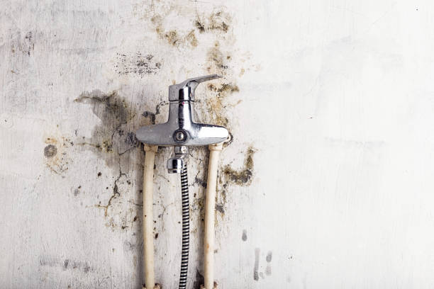 Mold Removal and Inspection in Bloomington, IL