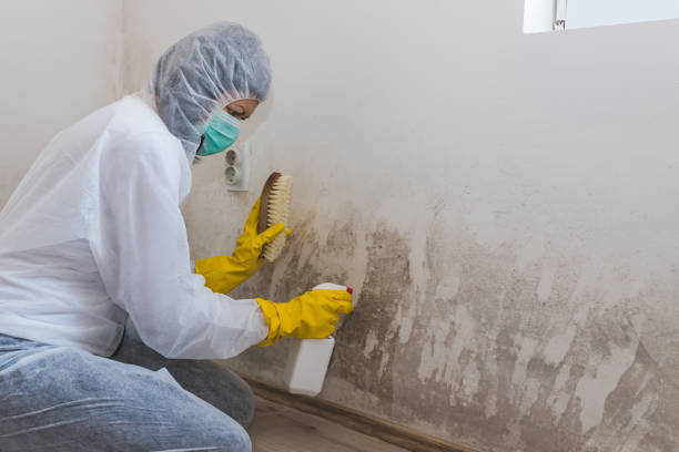 Best Fast Mold Removal  in Bloomington, IL