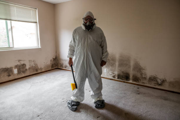 Best Local Mold Removal Service  in Bloomington, IL