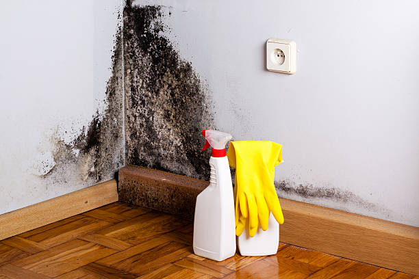 Best Mold Removal Near Me  in Bloomington, IL